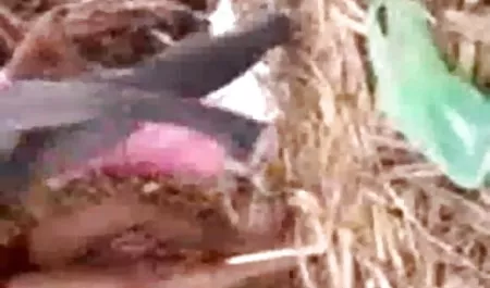 काइली गधा अमेरिकन सेक्सी ब्लू फिल्म कक्षा