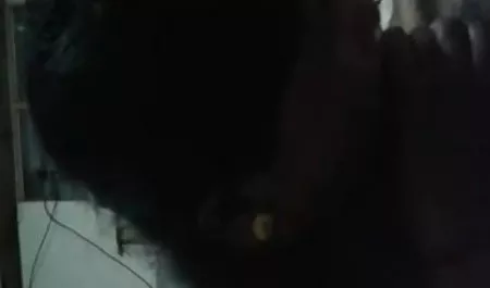 बुच सनी लियोन का सेक्सी ब्लू फिल्म शांत लूट के साथ दो गर्म और क्रूर लोमड़ियों दिया
